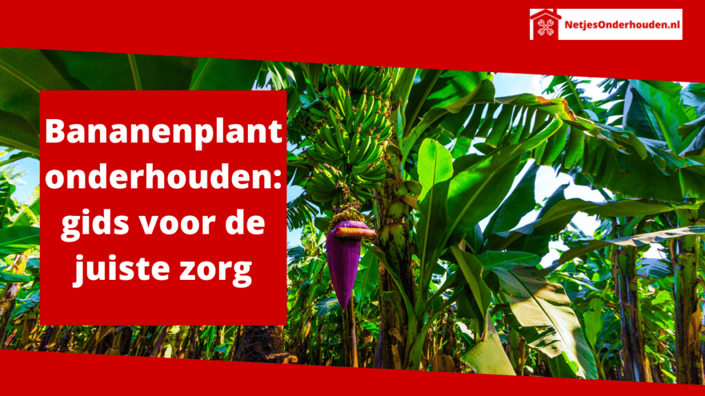 Bananenplant onderhouden gids voor de juiste zorg