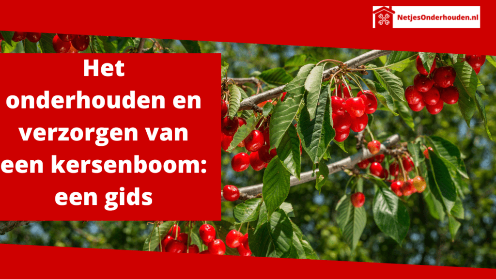 Het onderhouden en verzorgen van een kersenboom een gids