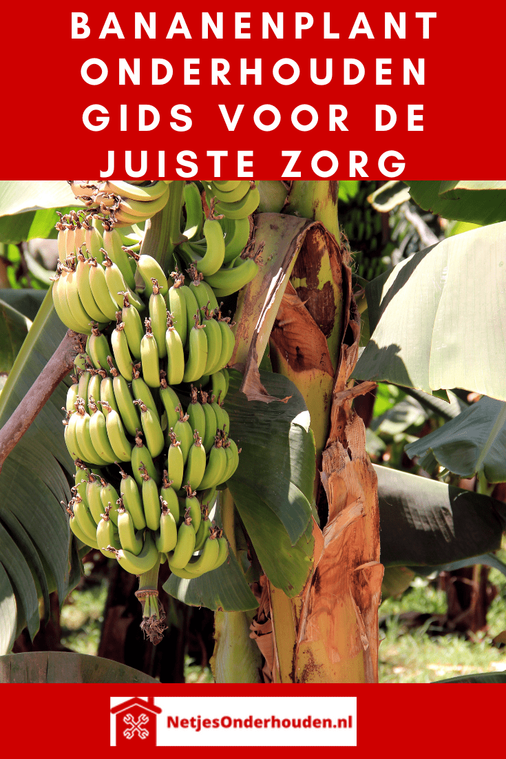Pinterest Bananenplant onderhouden gids voor de juiste zorg