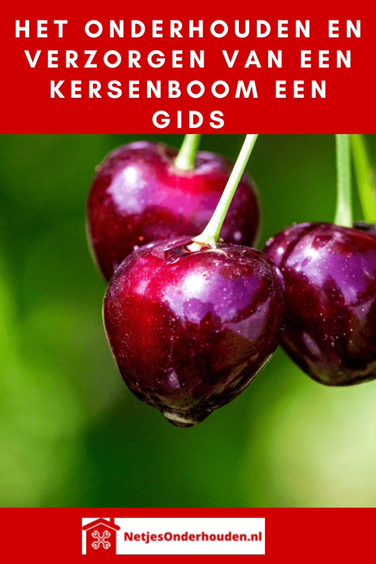 Het onderhouden en verzorgen van een kersenboom een gids