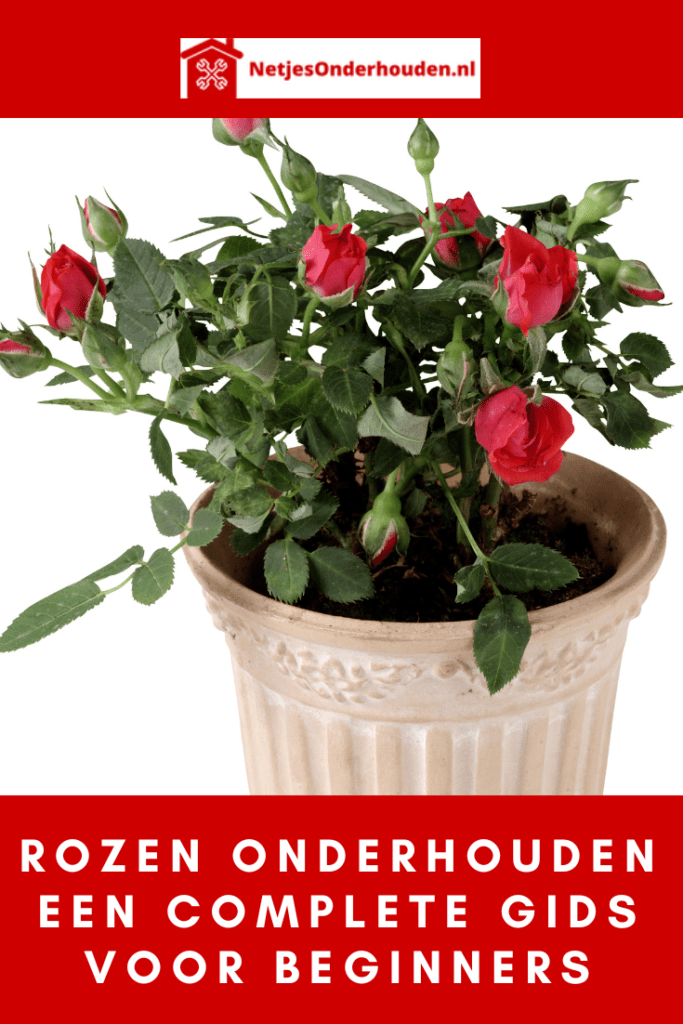 Rozen onderhouden: een complete gids voor beginners – Netjes Onderhouden