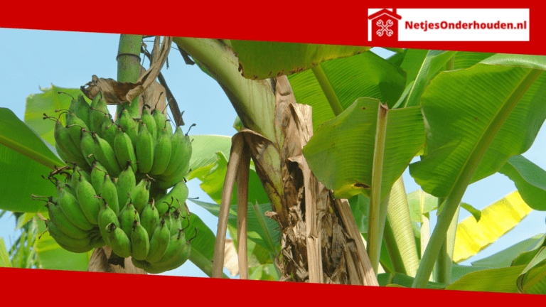 Plagen en ziekten bij de bananenplant