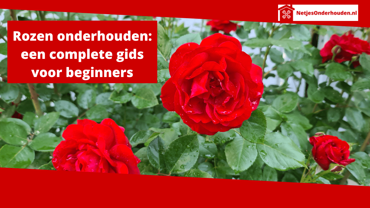 Rozen onderhouden: een complete gids voor beginners – Netjes Onderhouden
